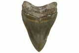 Serrated, Fossil Megalodon Tooth - Glossy Enamel #107250-2